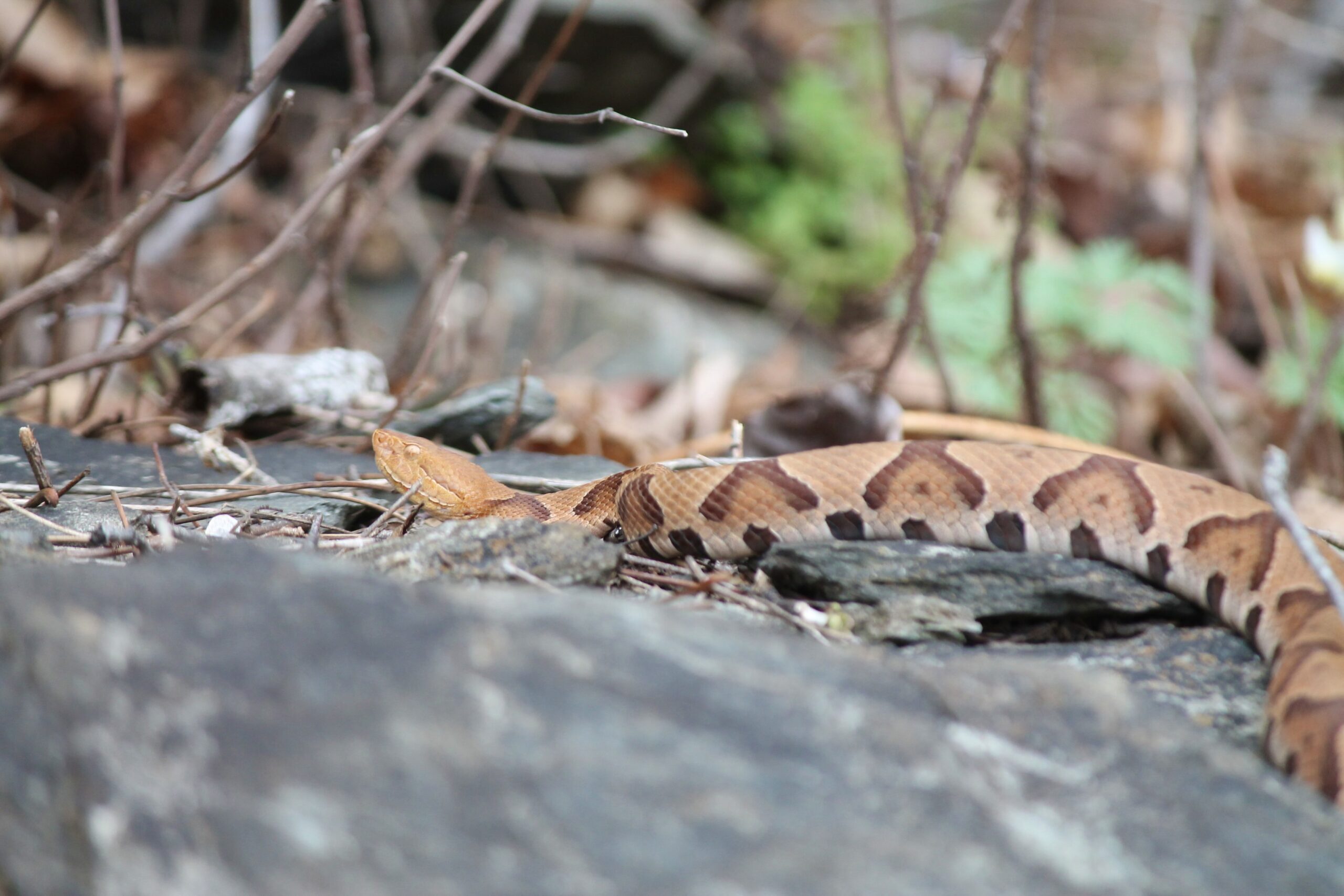 Copperhead-Basking-by-Farren-Rossman-_Feather-and-Fern-Wildscapes-scaled