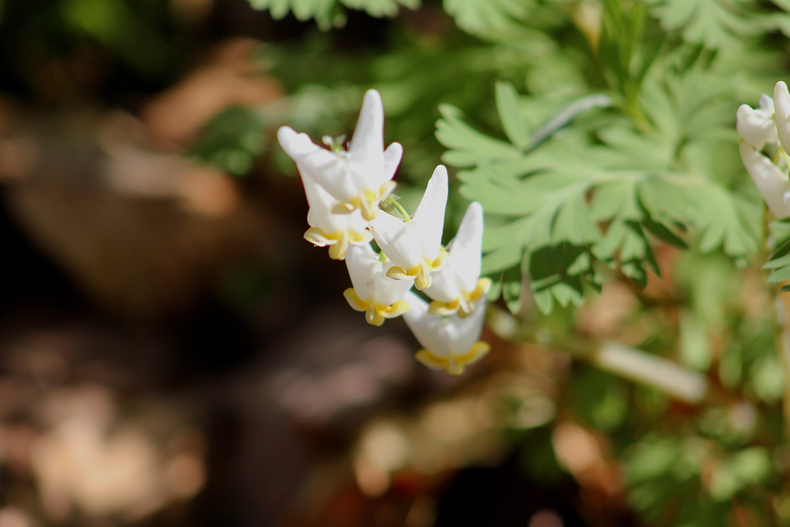 Dutchman's Breeches by Farren Rossman _Feather and Fern Wildscapes