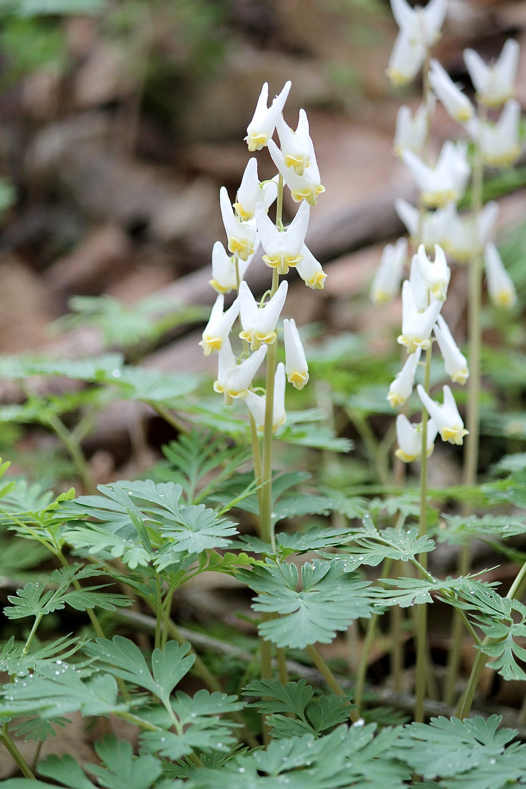 Dutchman's Breeches in Bloom by Farren Rossman _Feather and Fern Wildscapes