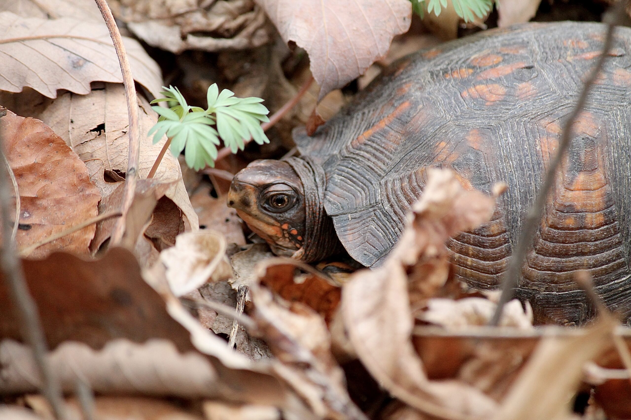 Eastern Box Turtle by Farren Rossman _Feather and Fern Wildscapes