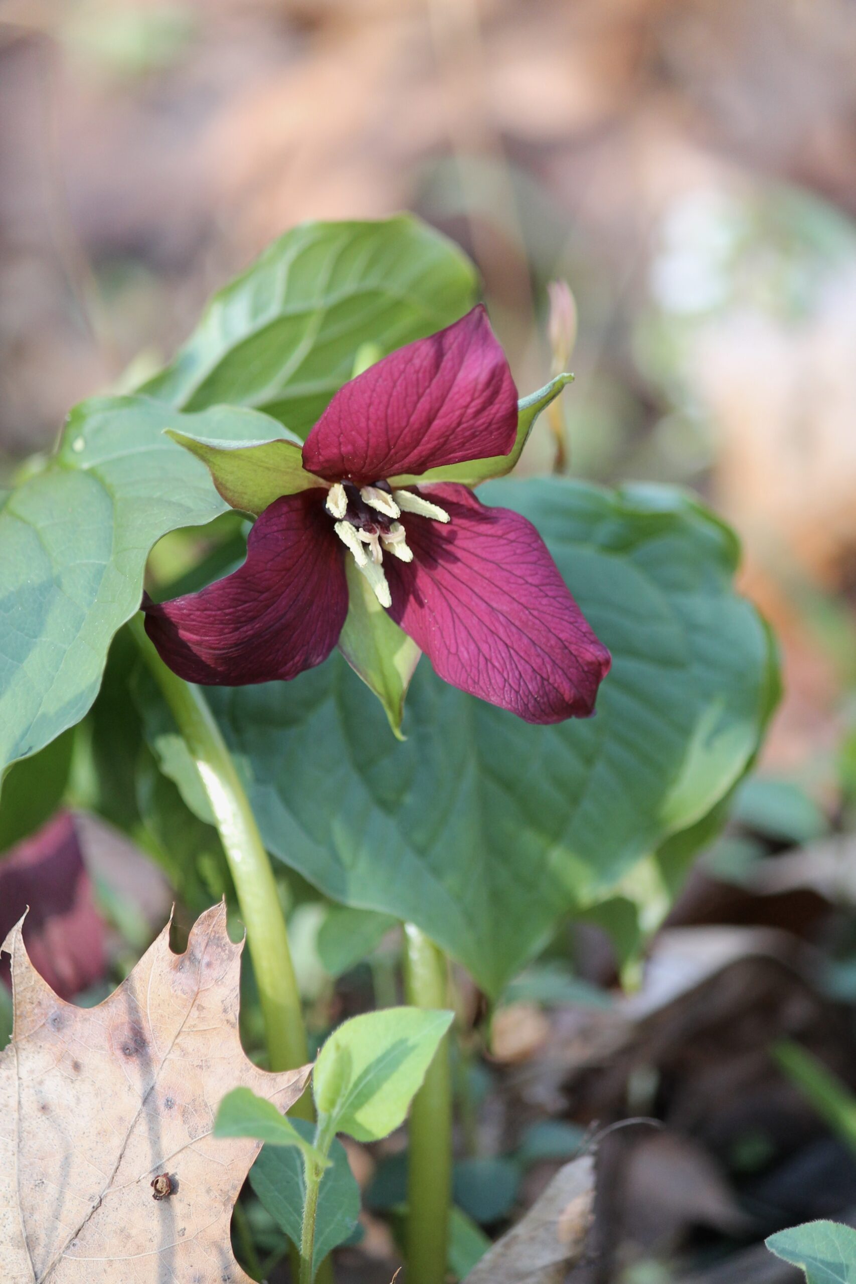 Red Trillium