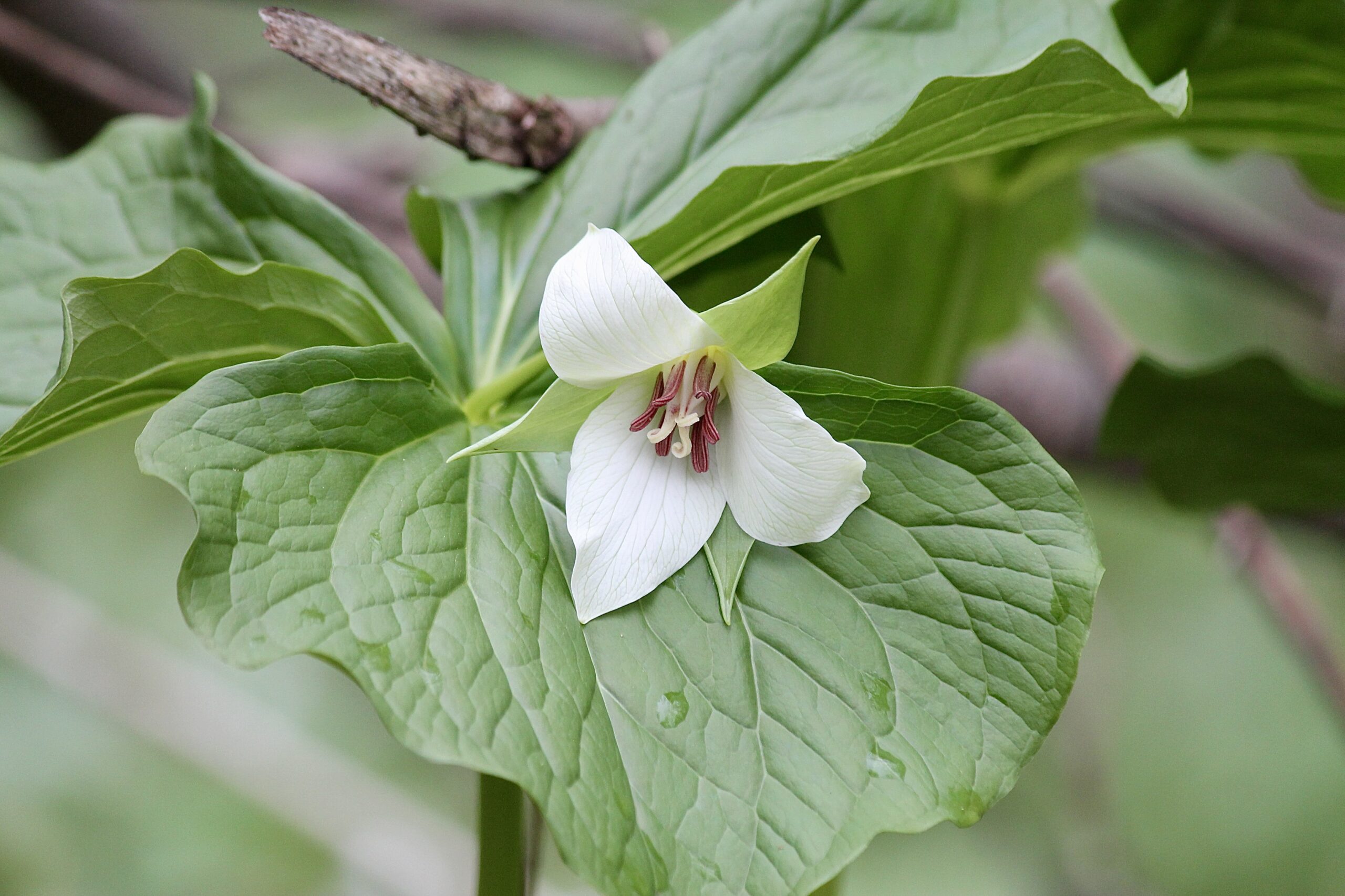 Trillium flexipes by Farren Rossman_Feather and Fern Wildscapes