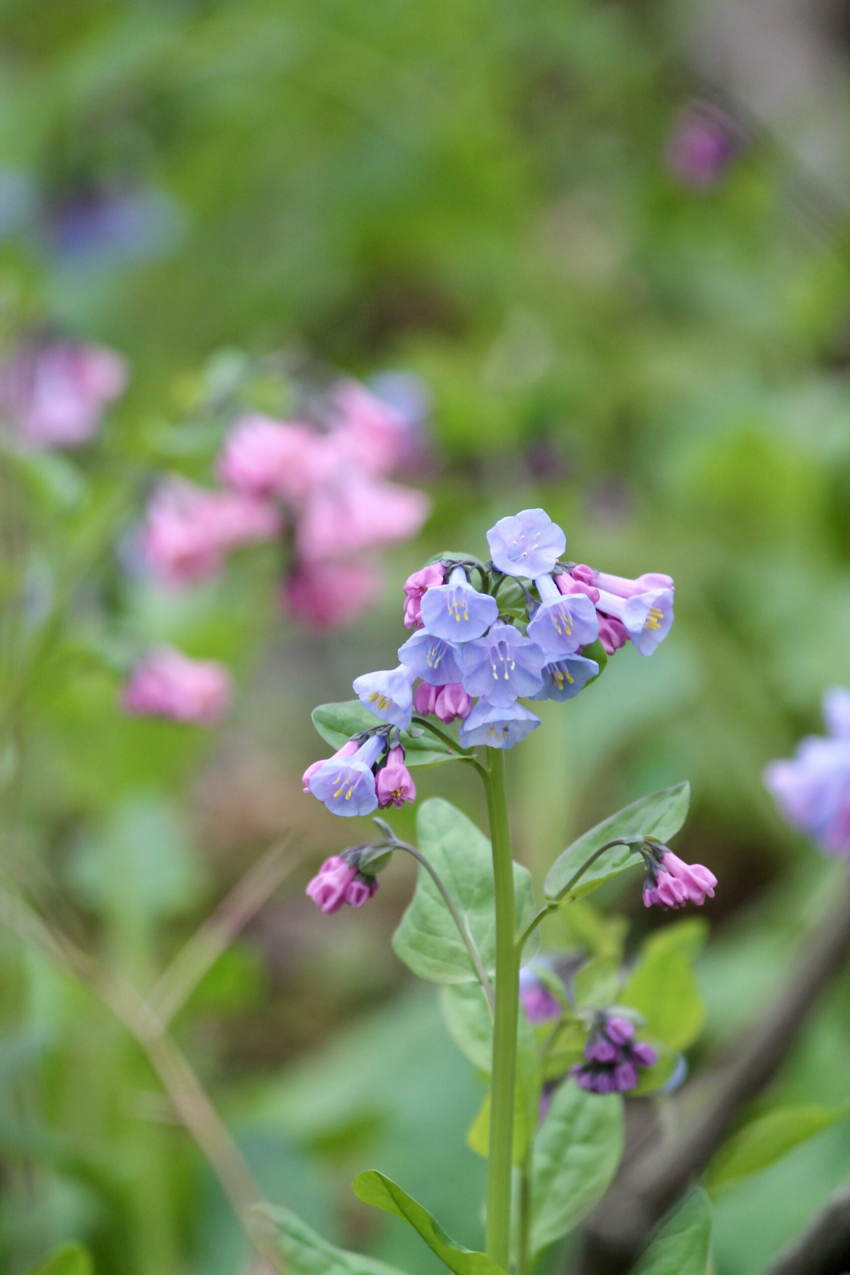 Virginia Bluebells by Farren Rossman_Feather and Fern Wildscapes
