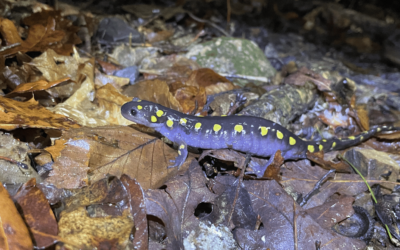 Amphibians and Their Great Trek