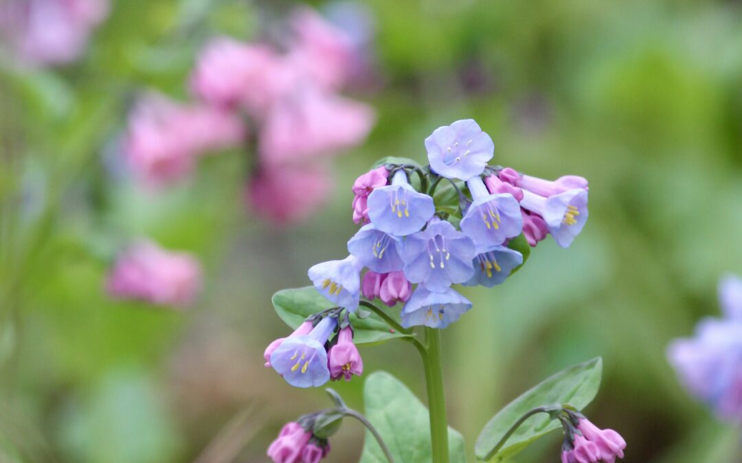 Treasures of Spring