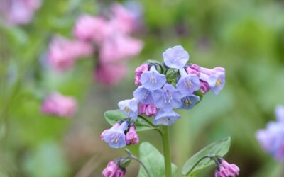 Treasures of Spring