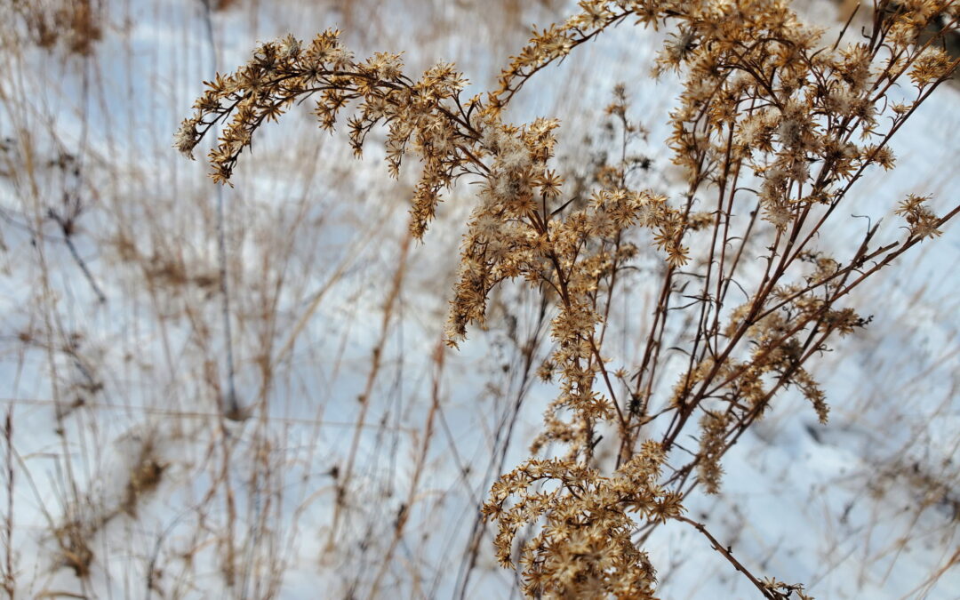 Hibernation Ponderings