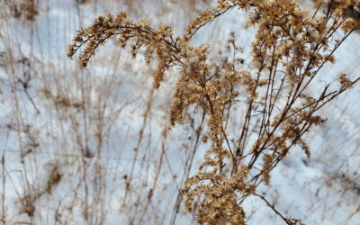 Hibernation Ponderings